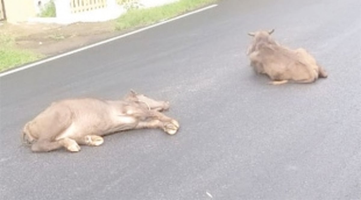 Stray cattle issue haunts Margao once again