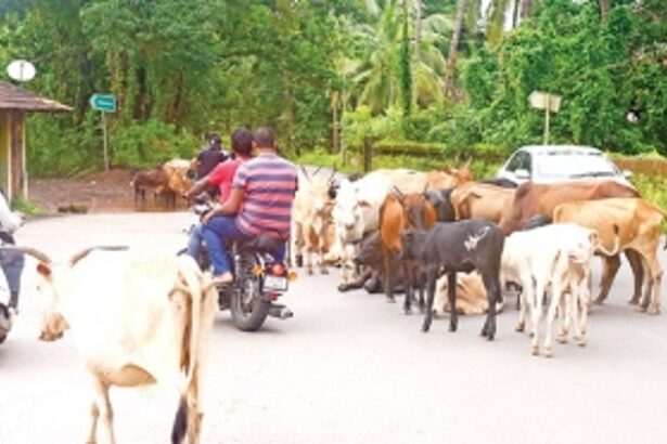 Stray cattle major cause of mishaps on Ponda-Dharbandora highway