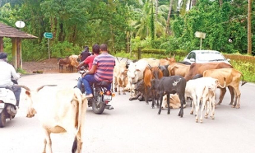 Stray cattle major cause of mishaps on Ponda-Dharbandora highway