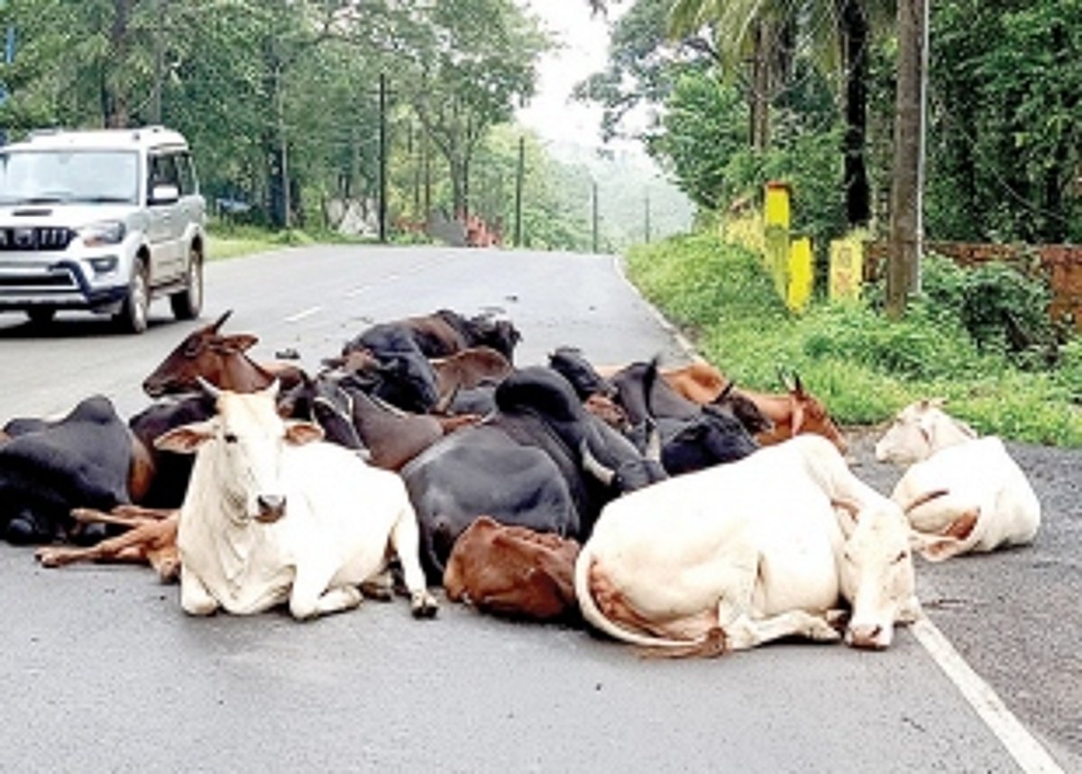 Stray cattle menace, a  regular feature in Quepem