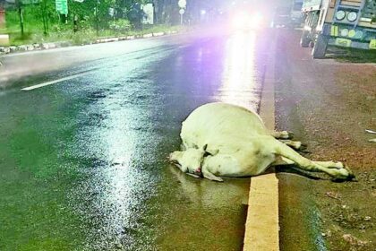 Stray cattle menace, all talk and no action?
