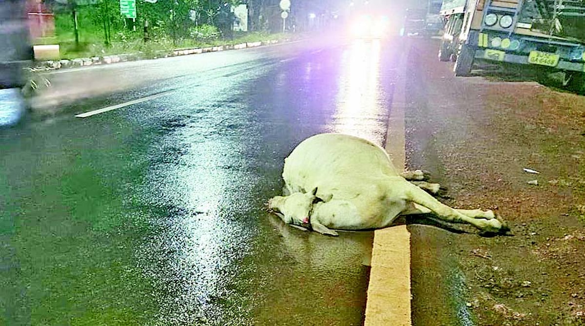 Stray cattle menace, all talk and no action?