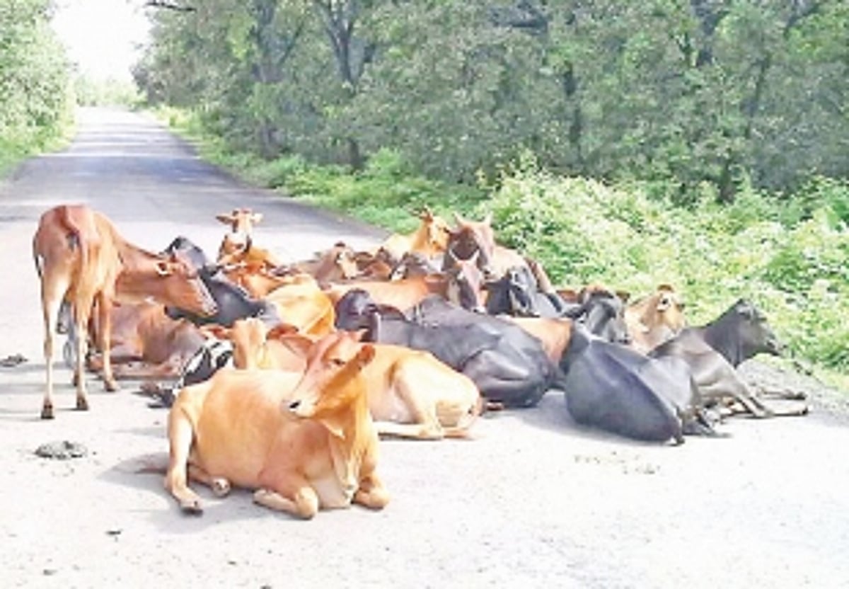Stray cattle menace at Chorao