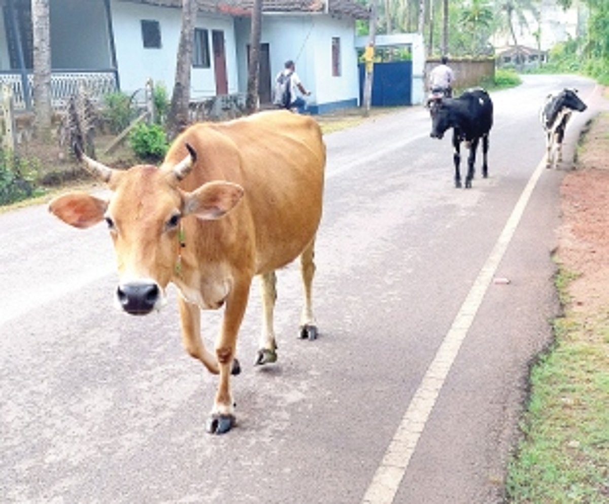 Stray cattle menace  at its peak in Salcete