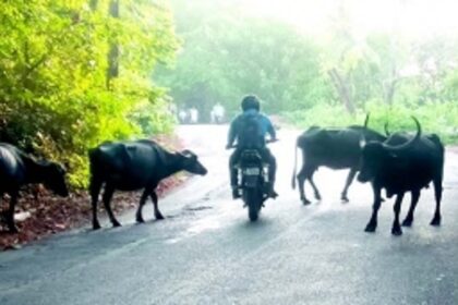 Stray cattle menace continues to pose danger for commuters in Ponda