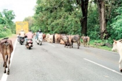 Stray cattle menace haunts Dharbandora, Ponda