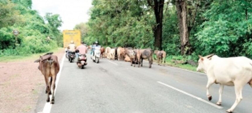 Stray cattle menace haunts Dharbandora, Ponda