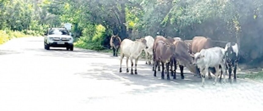 Stray cattle menace haunts Salcete 1 Stray cattle menace haunts Salcete