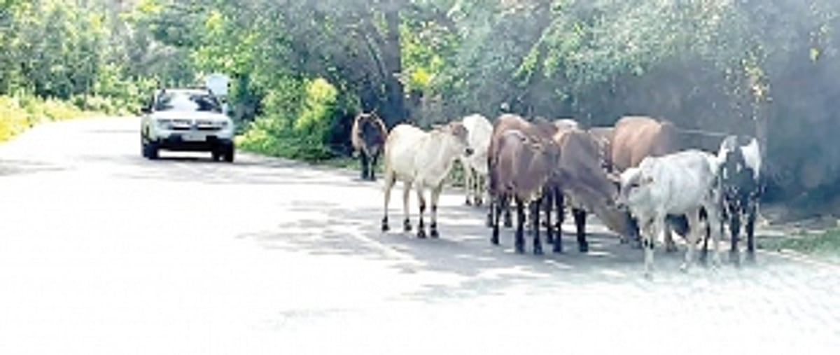 Stray cattle menace haunts Salcete