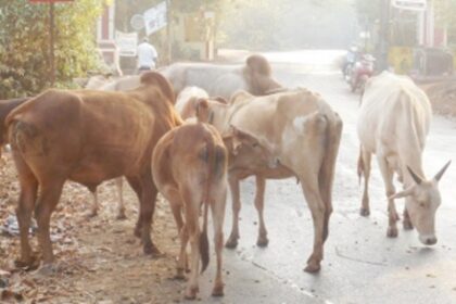 Stray cattle menace in Ponda