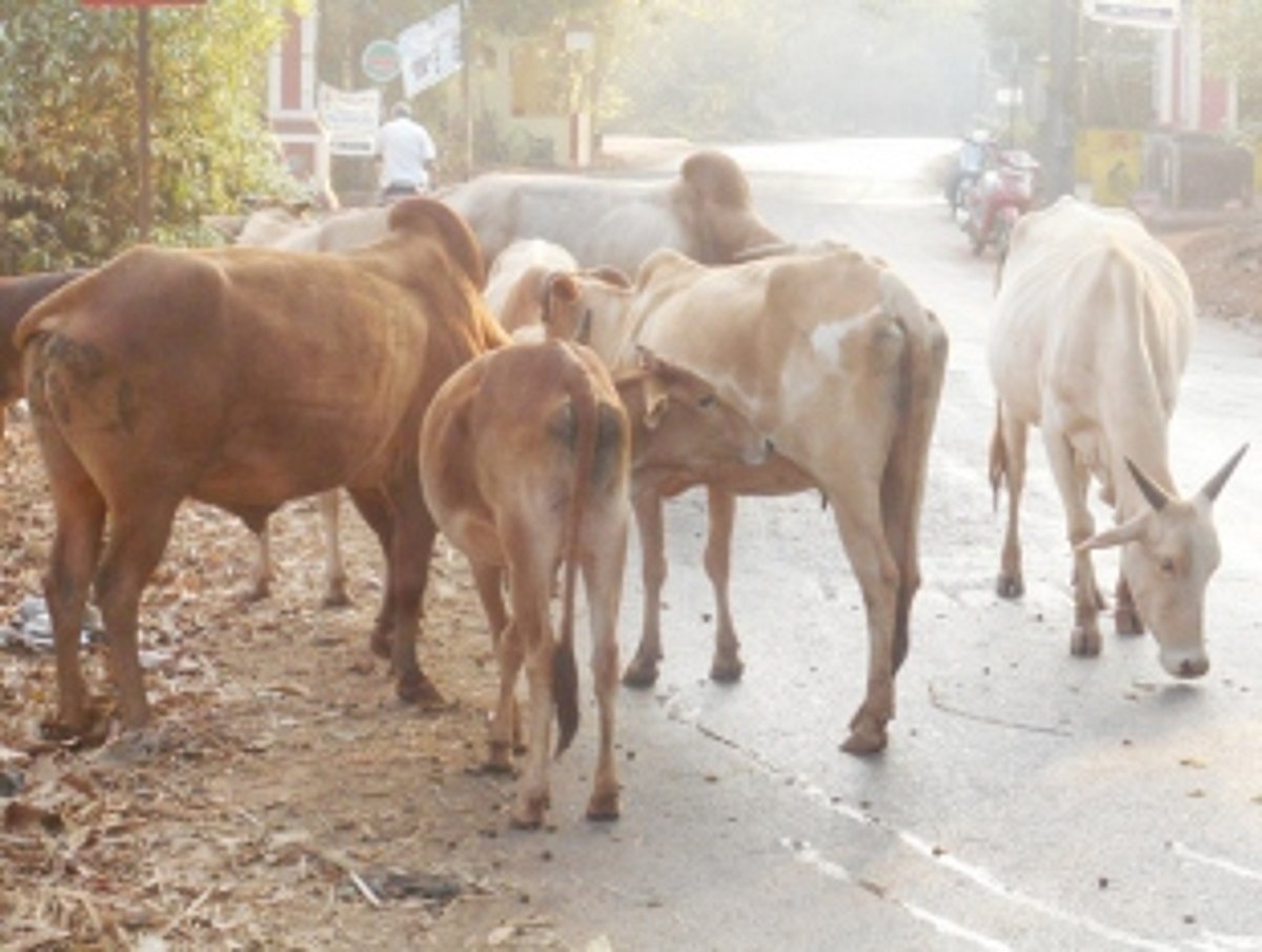Stray cattle menace in Ponda