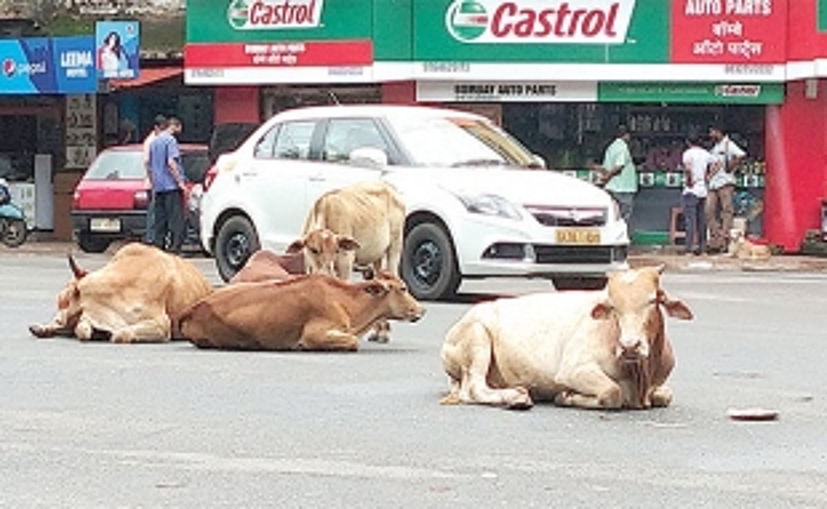 Stray cattle menace in Port Town