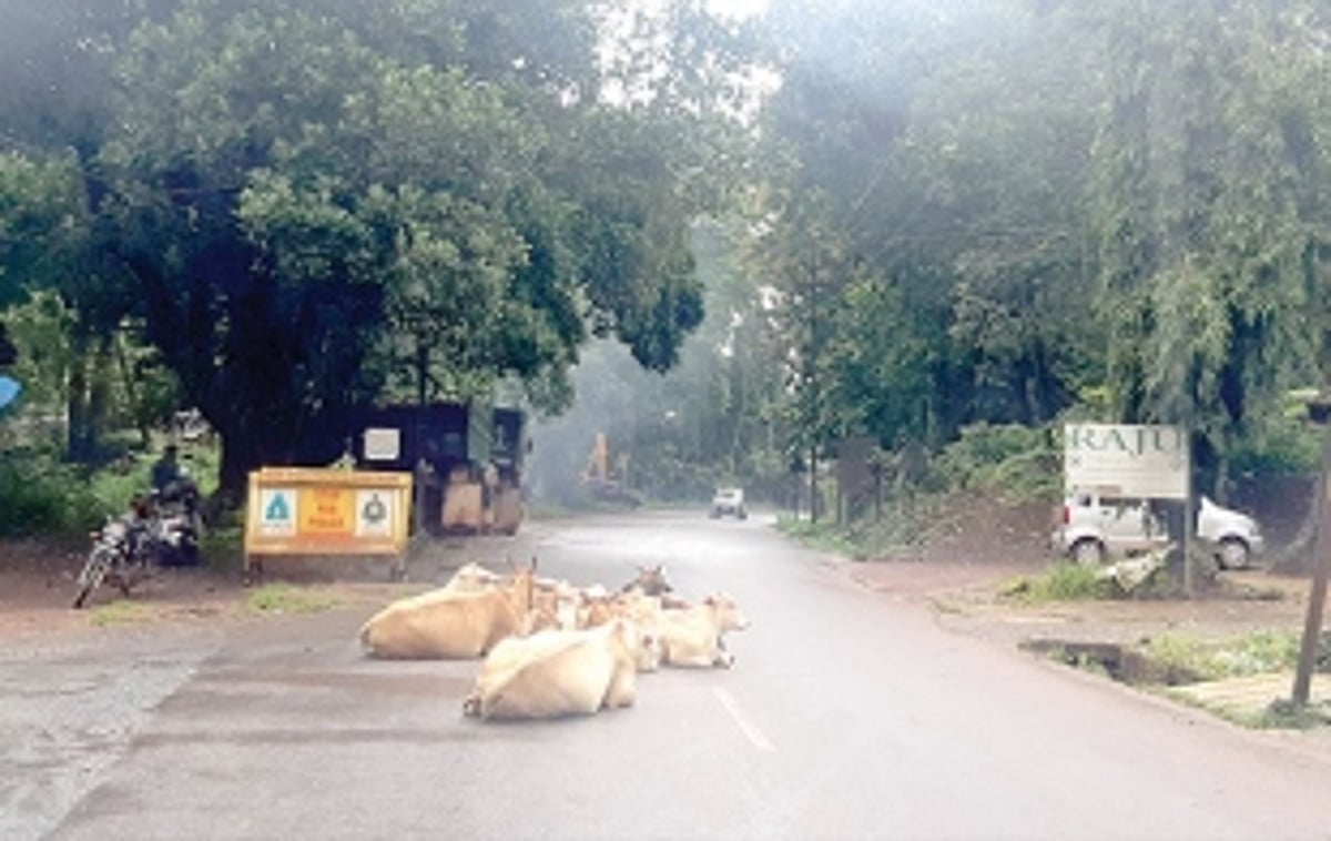 Stray cattle menace returns to  haunt motorists in Sanguem