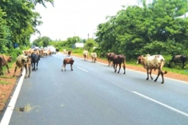Stray cattle on Dharbandora NH risk lives of commuers