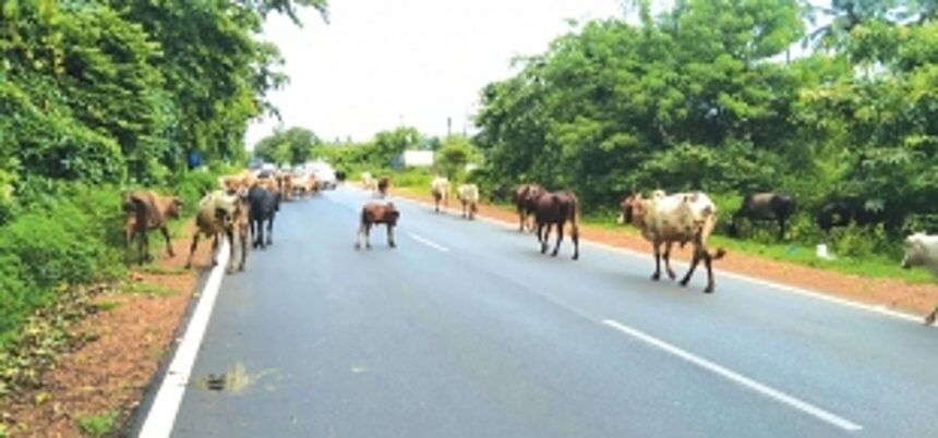 Stray cattle on Dharbandora NH risk lives of commuers 1 Stray cattle on Dharbandora NH risk lives of commuers