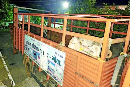 Stray cattle on the roads
are a threat to all