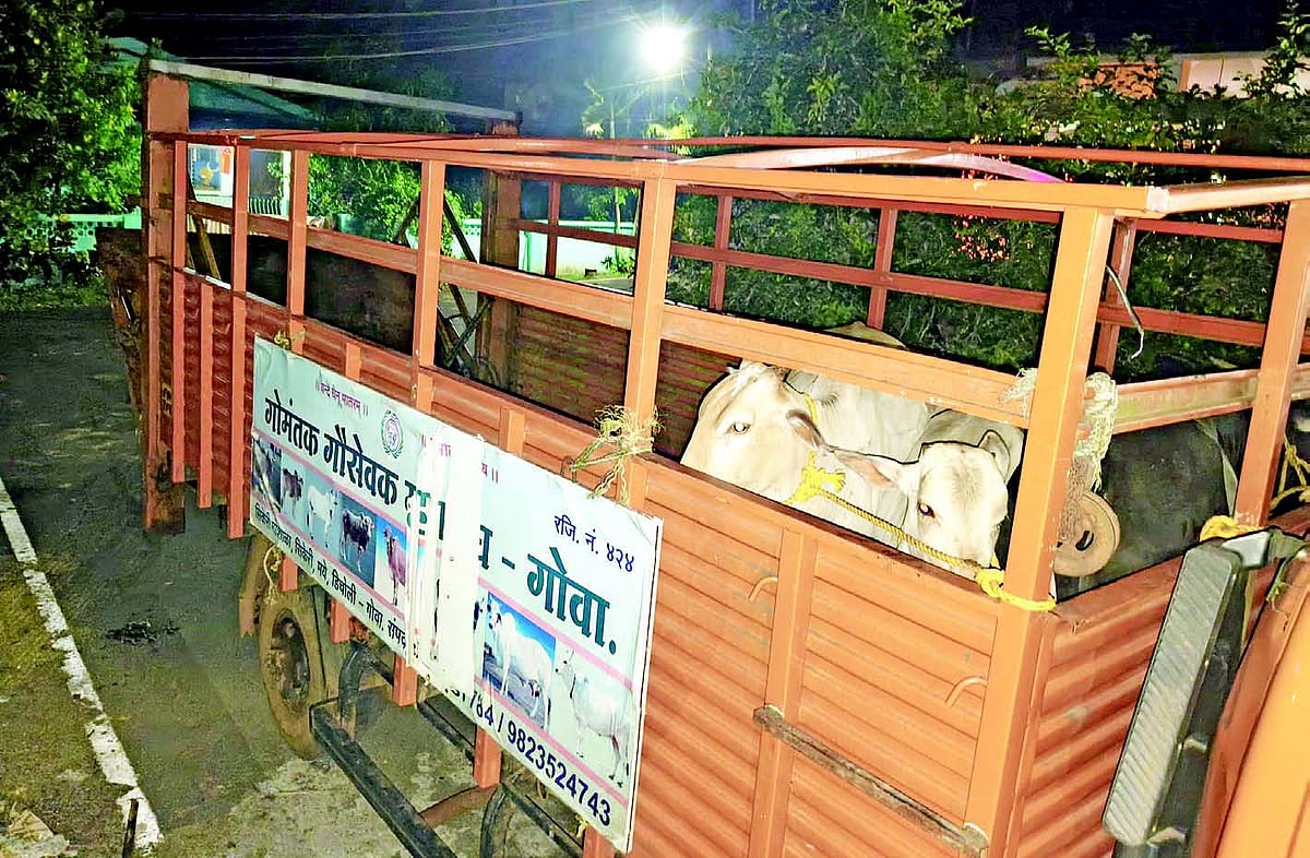 Stray cattle on the roads
are a threat to all