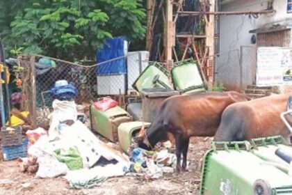 Stray cattle overturn garbage bins, sparking concerns in Vasco