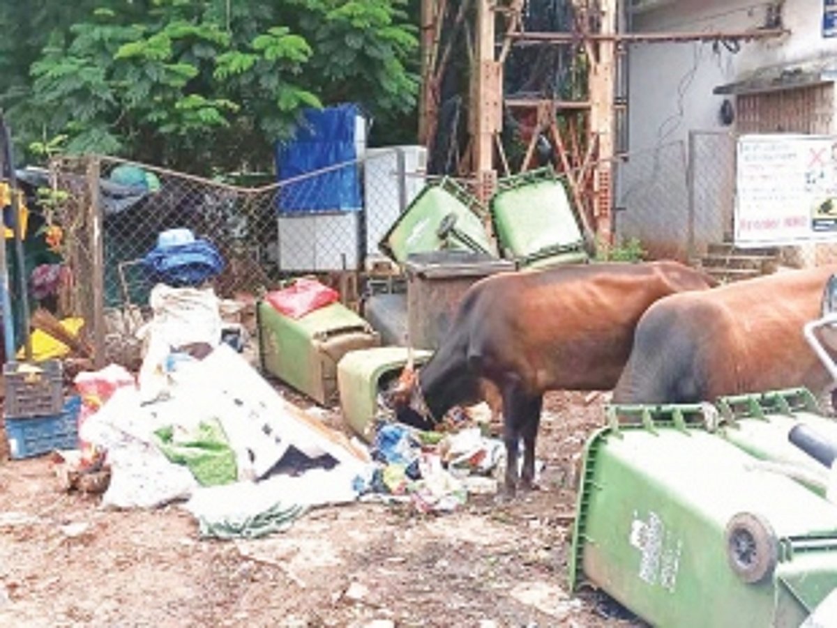 Stray cattle overturn garbage bins, sparking concerns in Vasco