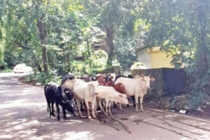Stray cattle pose danger to motorists in Cunchelim