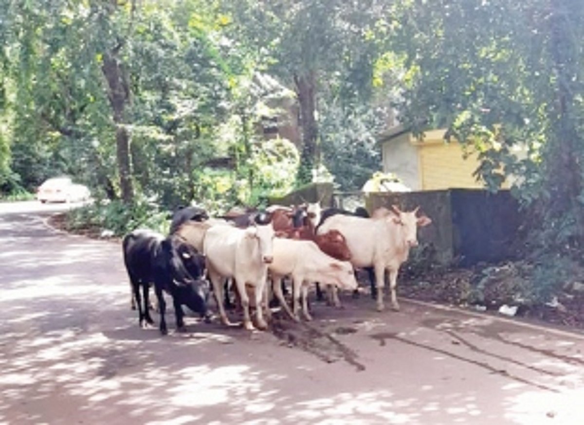 Stray cattle pose danger to motorists in Cunchelim