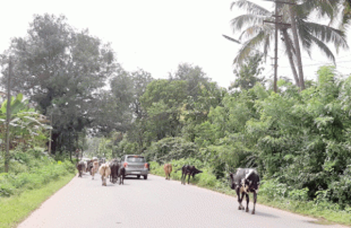 Stray cattle pose grave danger  to motorists at Cacora