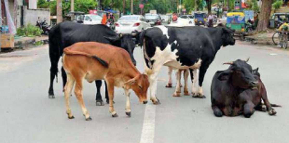 Stray cattle    posing danger   to motorists