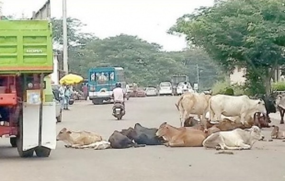 Stray cattle push vehicles  to the edge of the road