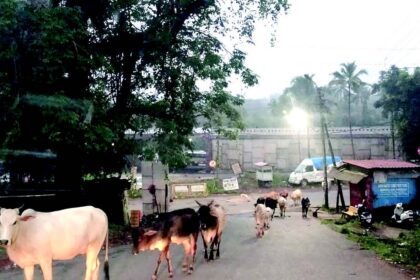 Stray cattle roam free, causing accidents in Ponda