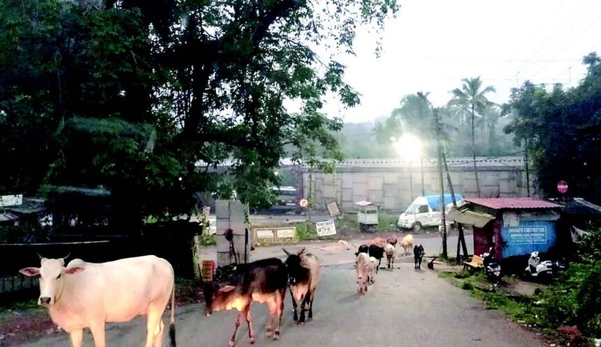 Stray cattle roam free, causing accidents in Ponda