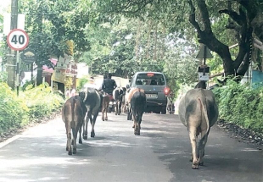 Stray cattle rule the roads 1 Stray cattle rule the roads