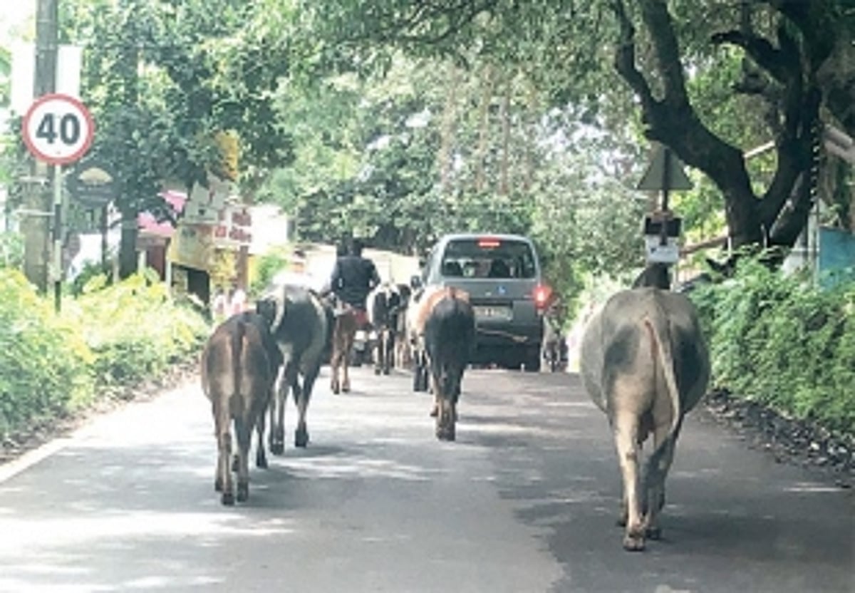 Stray cattle rule the roads