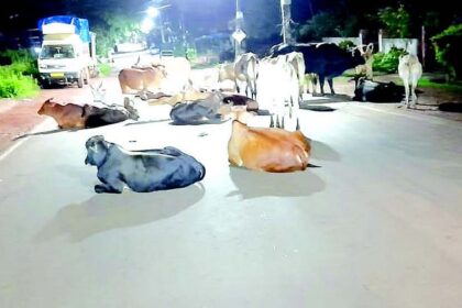 Stray cattle squat on Cunchelim road
at nights pose hurdles