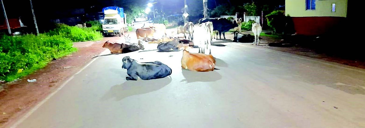 Stray cattle squat on Cunchelim road
at nights pose hurdles