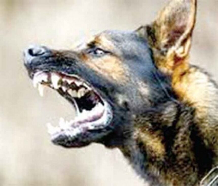 Stray dog goes on biting spree in Ponda