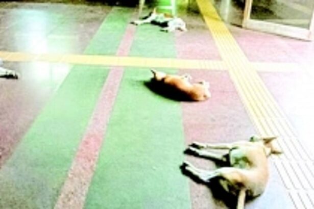 Stray dog menace at Matanhy Saldanha Administrative Complex worries local staff