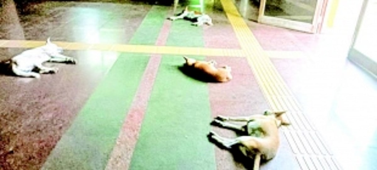 Stray dog menace at Matanhy Saldanha Administrative Complex worries local staff