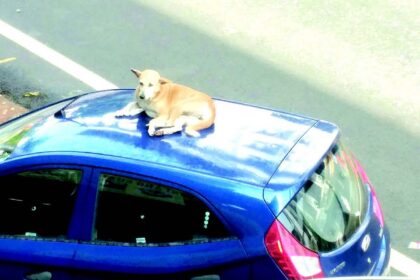 Stray dog menace in Vasco
