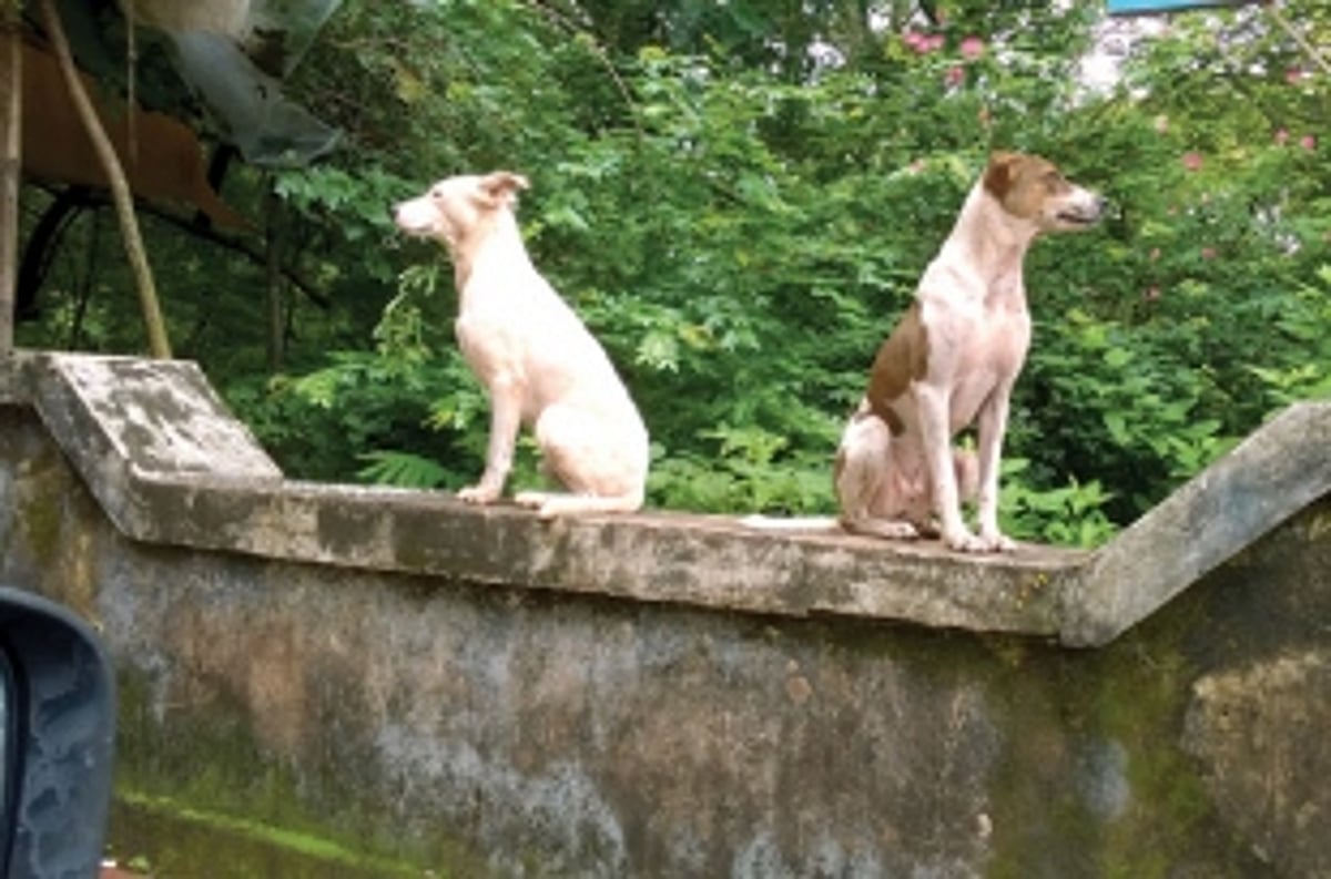 Stray dog menace needs to be tackled