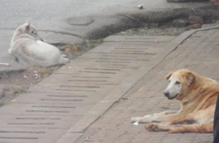 Stray dogs menace rampant across the State