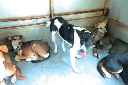 Stray dogs on biting spree in Ponda, spread reign of terror