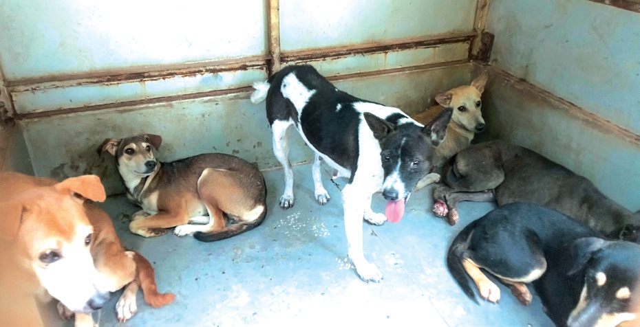 Stray dogs on biting spree in Ponda, spread reign of terror