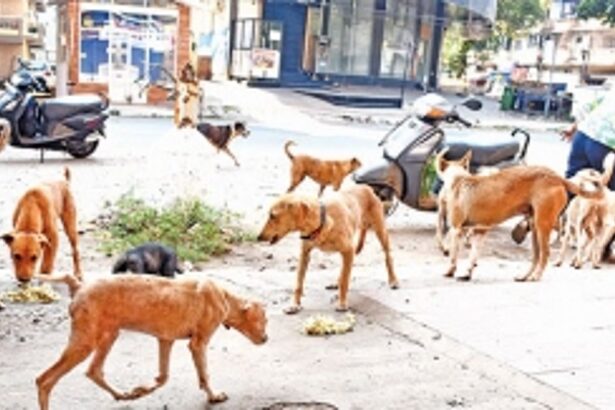 Stray dogs unleash fear in Arambol