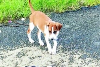 Strays dog Salcete as land shortage, lack of vets hinder birth control initiatives