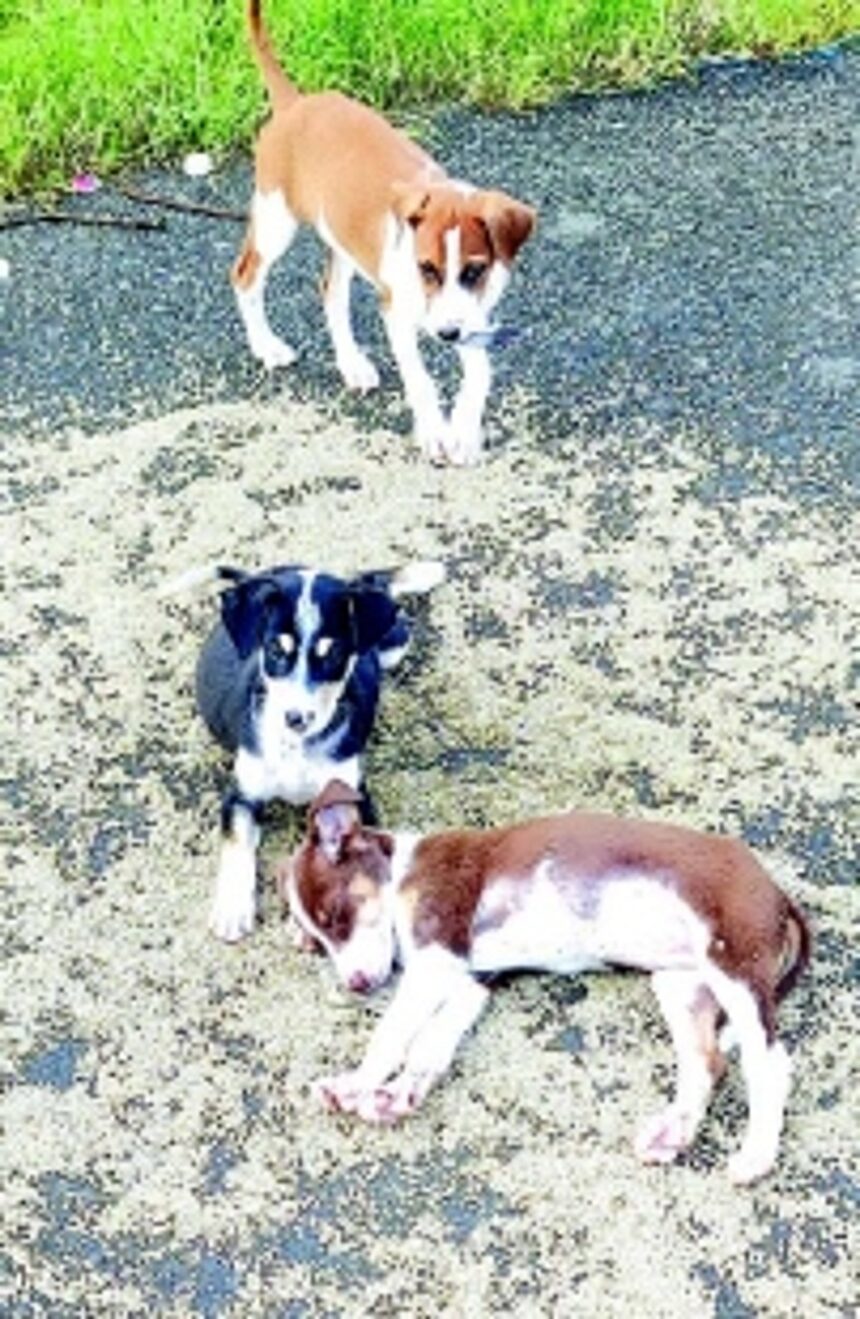 Strays dog Salcete as land shortage, lack of vets hinder birth control initiatives