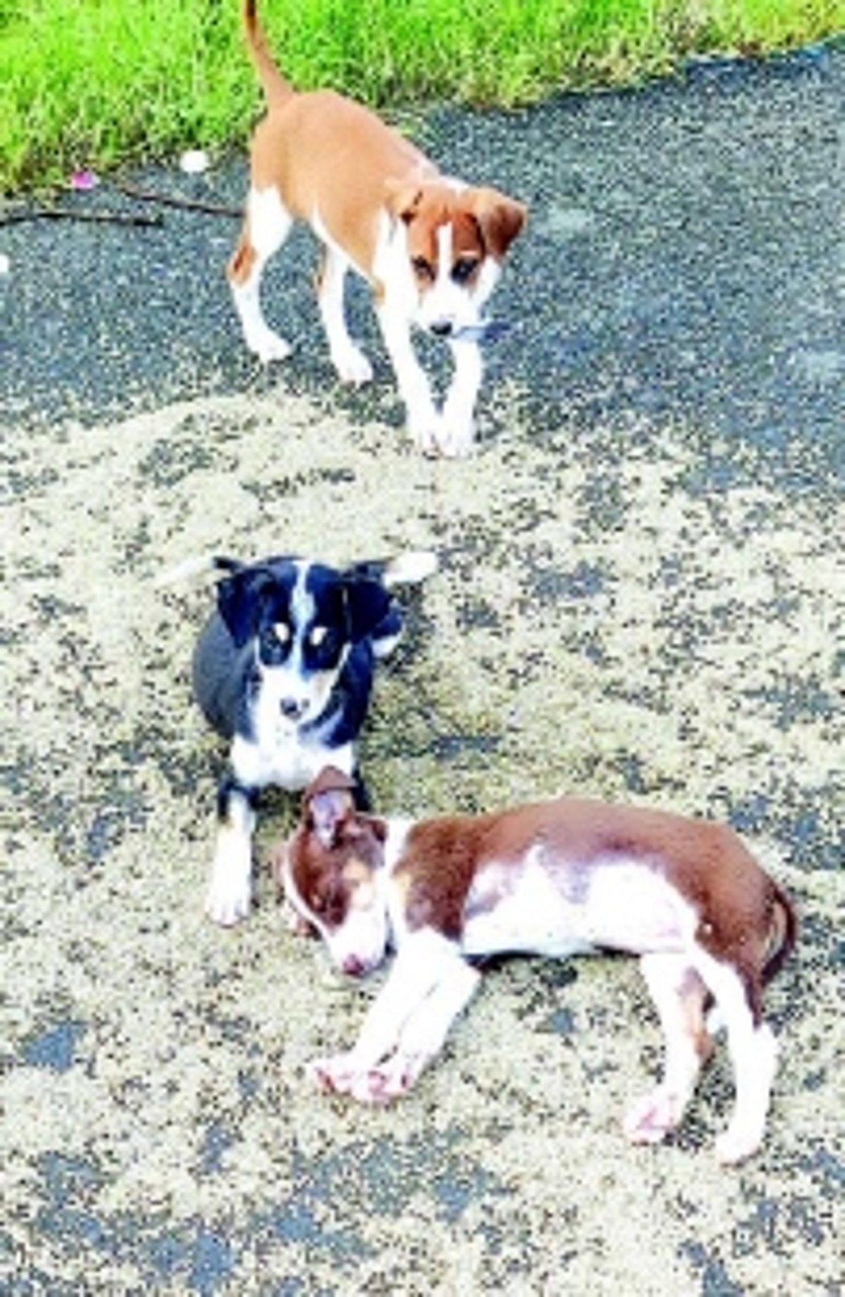 Strays dog Salcete as land shortage, lack of vets hinder birth control initiatives