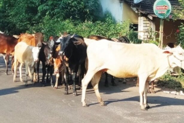 Strays not a part of Gorvancho Padwo celebration!