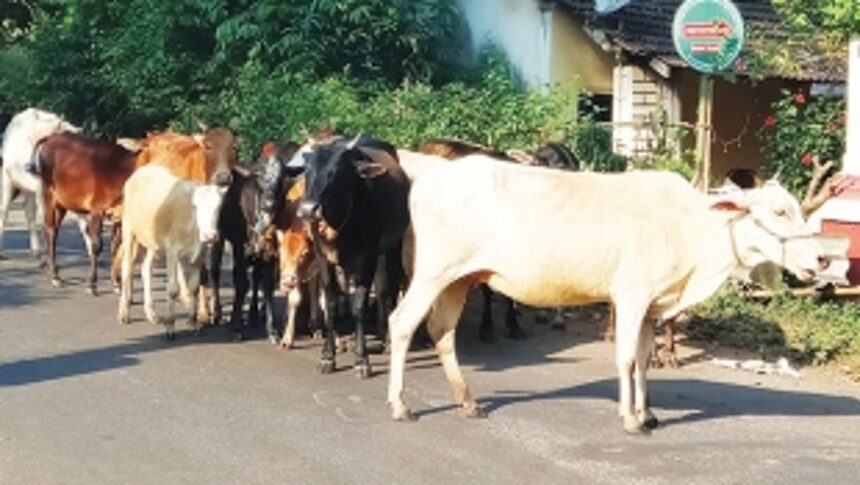 Strays not a part of Gorvancho Padwo celebration!