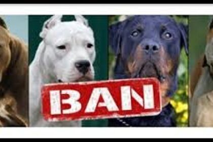 Street voices: Should Rottweiler and pit bull dog breeds be banned?