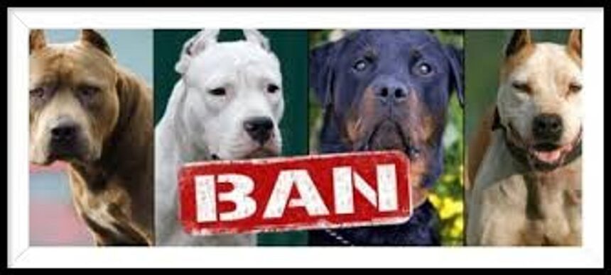 Street voices: Should Rottweiler and pit bull dog breeds be banned? 1 Street voices: Should Rottweiler and pit bull dog breeds be banned?